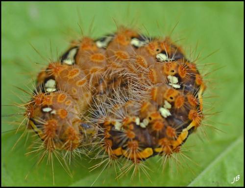 Réf. 229 569 : Euplagia quadripunctaria